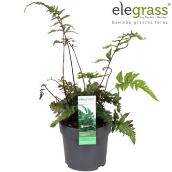 Anisocampium 'Sheareri' P14