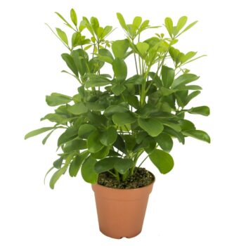 Schefflera Nora Vertakt