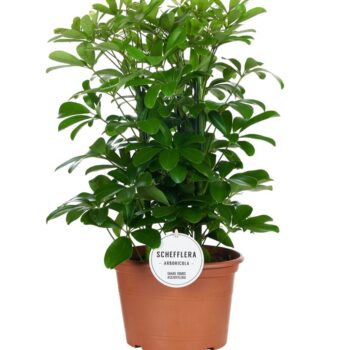 Schefflera Nora Toef