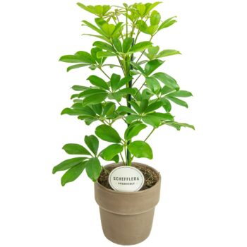 Schefflera Nora in Terracotta Grijs