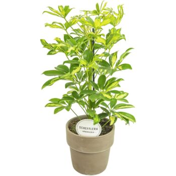 Schefflera Gerda in Terracotta Grijs
