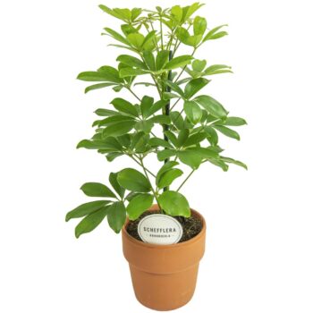 Schefflera Nora in Terracotta Oranje