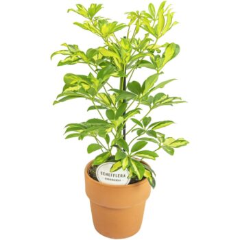 Schefflera Gerda in Terracotta Oranje