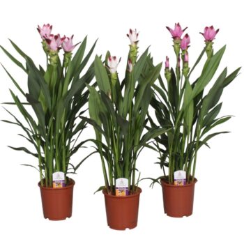 Curcuma gemengd 15cm