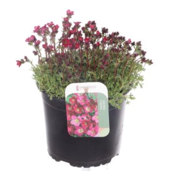 Saxifraga arendsii Peter Pan