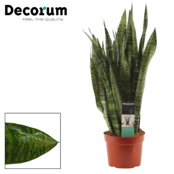 Sansevieria Zeylanica Regular
