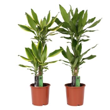 Dracaena 2 color mix, 17 cm pot