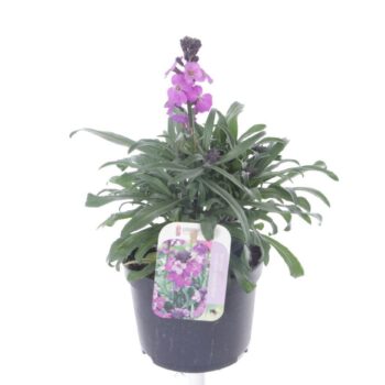 Erysimum lin. Bowles Mauve