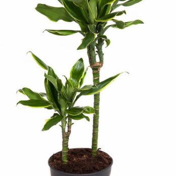 Dracaena Gold Coast