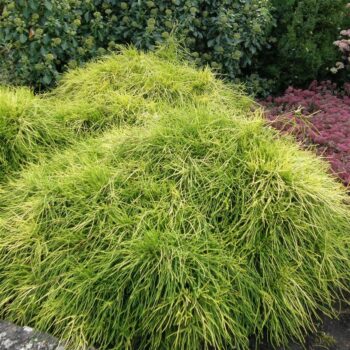 Chamaecyparis pis. 'Sungold'