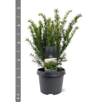Taxus media 'Farmen'