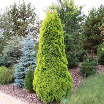 Thuja occidentalis 'Golden Smaragd' (pbr)
