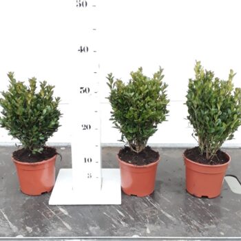 Buxus sempervirens Green Balloon