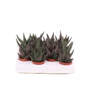 Haworthia royal highness