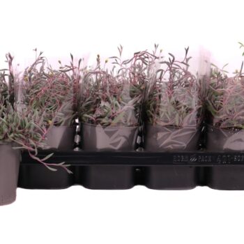 Senecio herreianus purple flush