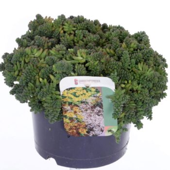 Sedum album Coral Carpet