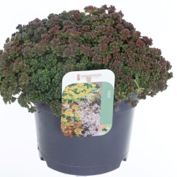 Sedum oreganum