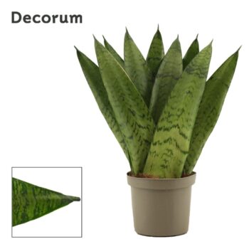 Sansevieria Zeylanica Fan