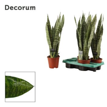 Sansevieria Zeylanica Regular