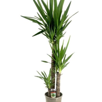 Yucca elephantipes 90-45-20