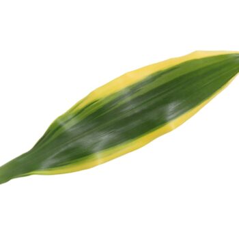 Dracaena Golden Coast, 11 cm pot