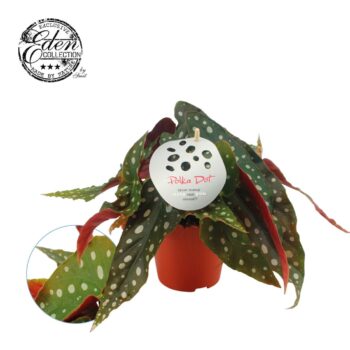 Begonia Maculata