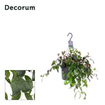 Aeschynanthus marmoratus