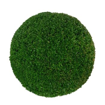 Buxus sempervirens Bol    p36 (t)  55-60 ©