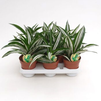 Dracaena Green White
