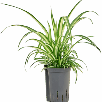 Chlorophytum comosum 'Variegatum'