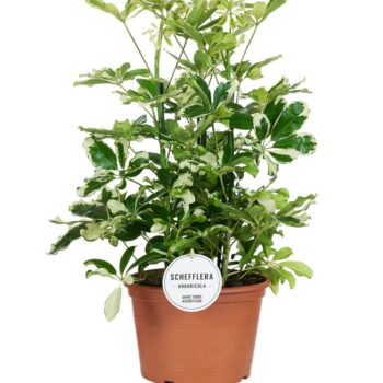Schefflera Charlotte Toef
