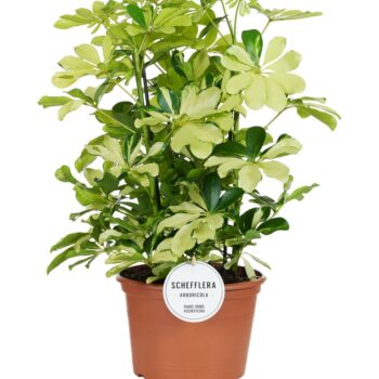 Schefflera Melanie Toef