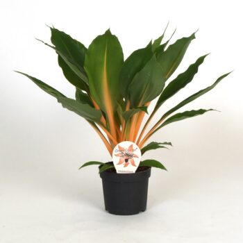 Chlorophytum Orchidastrum Green Orange