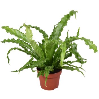 Asplenium Osaka