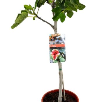 Ficus carica