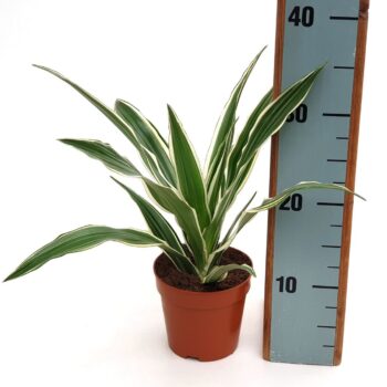 Dracaena White Stripe in EcoExpert tray