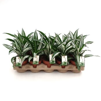 Dracaena Green White in EcoExpert tray