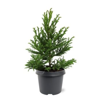 Cryptomeria japonica 'Jindai'