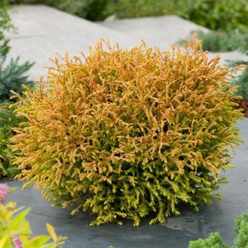 Thuja occidentalis 'Golden Tuffet'
