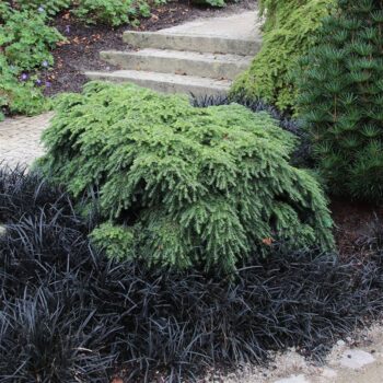 Tsuga canadensis 'Jeddeloh'