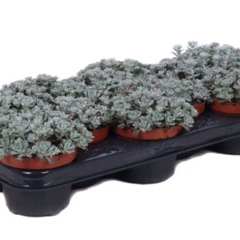 Sedum cape blanco