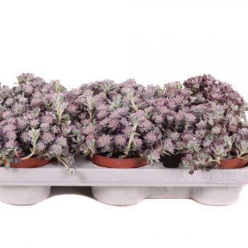 Sedum purpureum