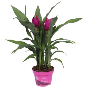 Curcuma Siam Sublime