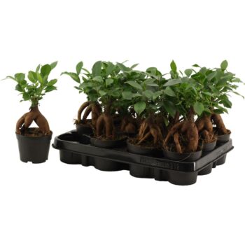 Ficus Ginseng 9 cm Retusa