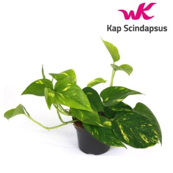 Scindapsus (Epipremnum) Aureum