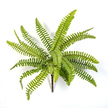 Wild boston fern