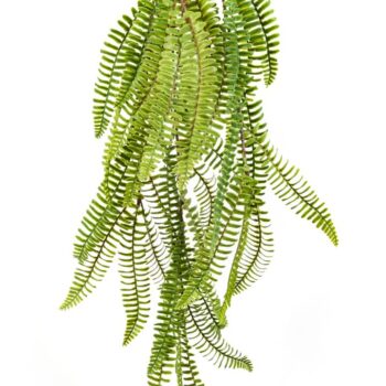 Wild boston hanging bush