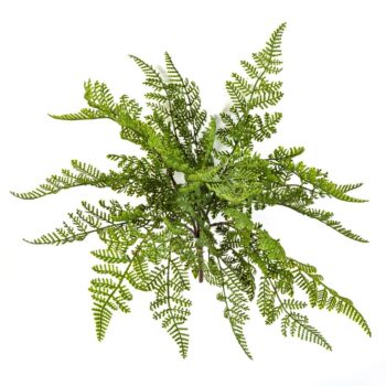 Wood fern