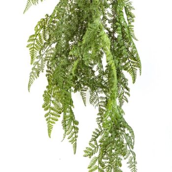 Wood fern hanging bush
