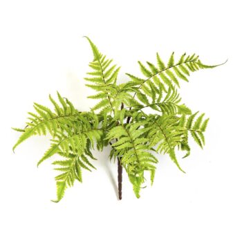 Cinnamon fern